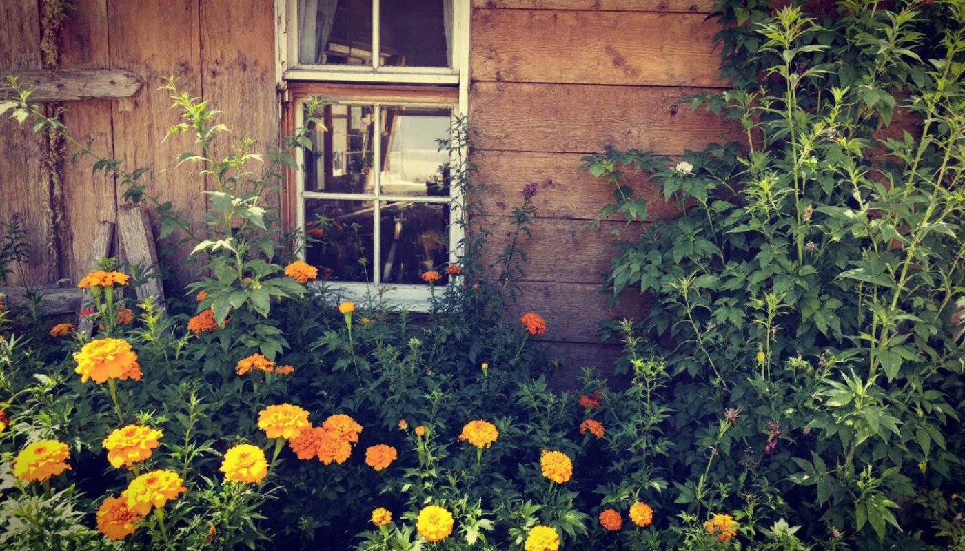 Méthodes durables pour sécuriser votre habitation contre les infestations